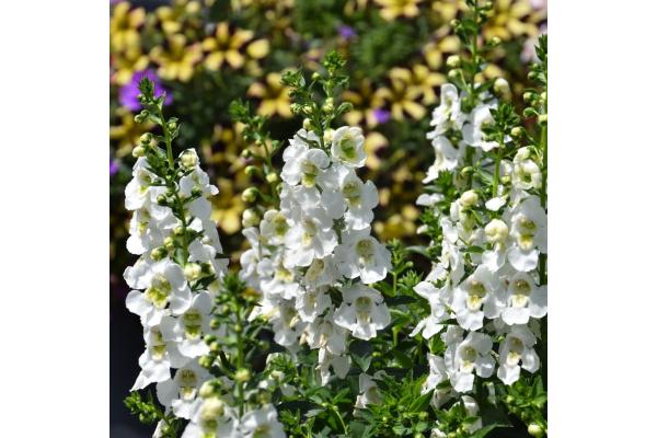 4.75T/10 ANGELONIA ARCHANGEL WHITE