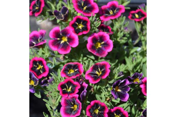 4.75T/10 CALIBRACHOA CABARET GOODNIGHT KISS
