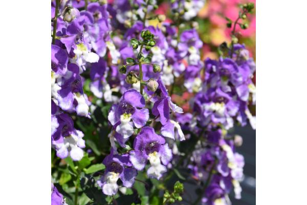4.75T/10 ANGELONIA BIG BICOLOR PURPLE