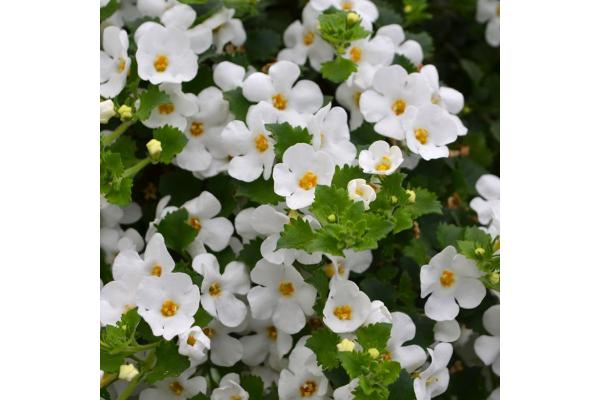 4.75T/10 BACOPA WHITE