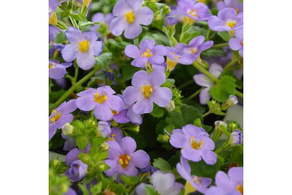 4.75T/10 BACOPA GULLIVER BLUE