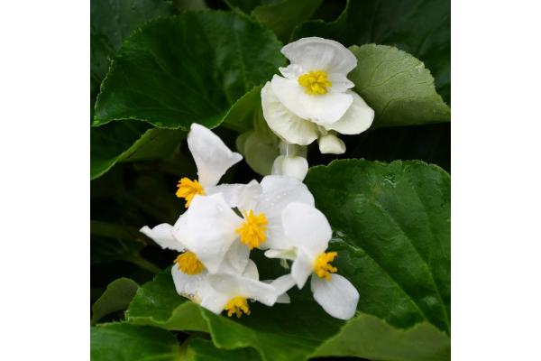 4.75T/10 BEGONIA BIG GREEN LEAF WHITE