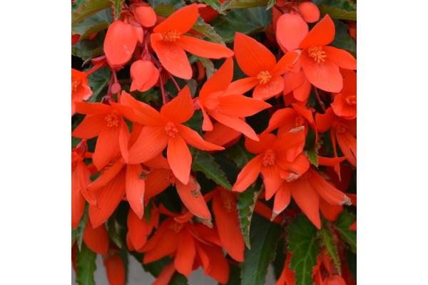 4.75T/10 BEGONIA WATERFALL ENCANTO ORANGE