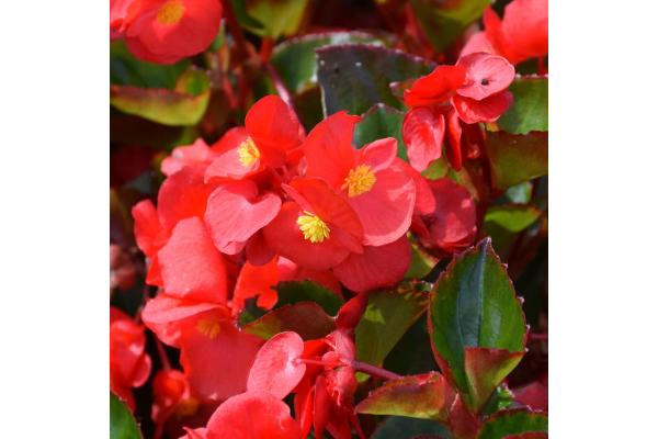 4.75T/10 BEGONIA VIKING EXPLORER RED GREEN LEAF
