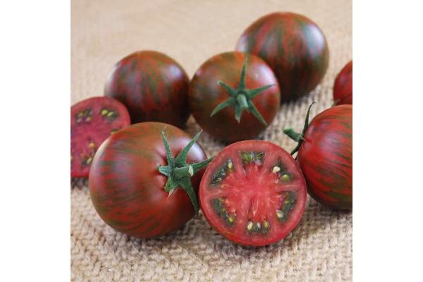 E4.75T/10 TOMATO PURPLE ZEBRA