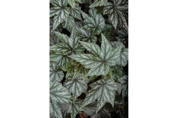 4.75T/10 BEGONIA GRYPHON