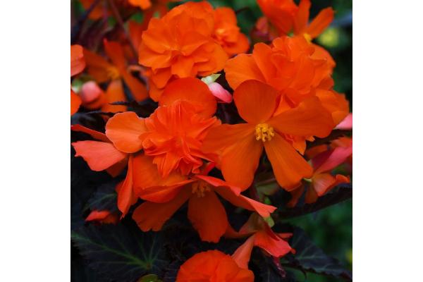 4.75T/10 BEGONIA I'CONIA PORTOFINO HOT ORANGE