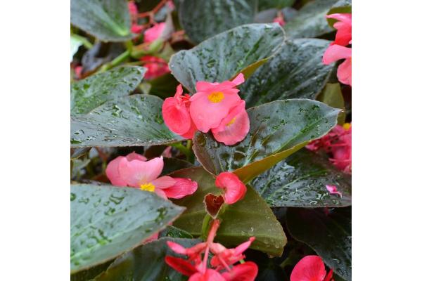 4.75T/10 BEGONIA BIG BRONZE LEAF ROSE