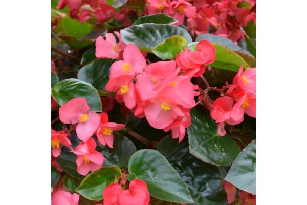 4.75T/10 BEGONIA VIKING EXPLORER ROSE GREEN LEAF