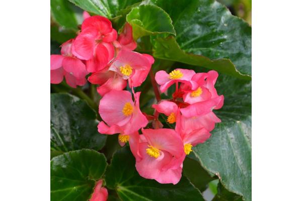 4.75T/10 BEGONIA BIG GREEN LEAF ROSE