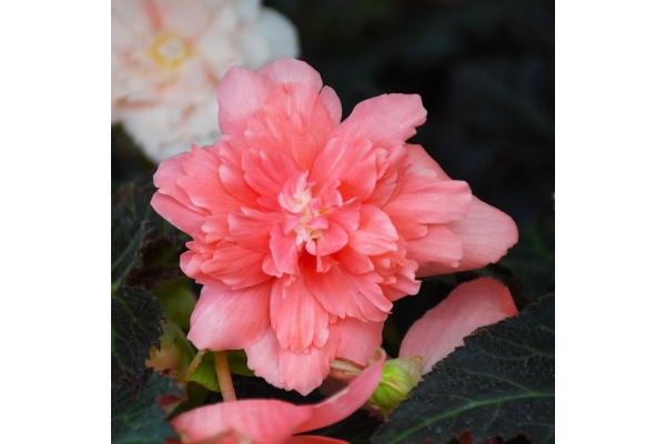 4.75T/10 BEGONIA NONSTOP JOY MOCCA ROSE