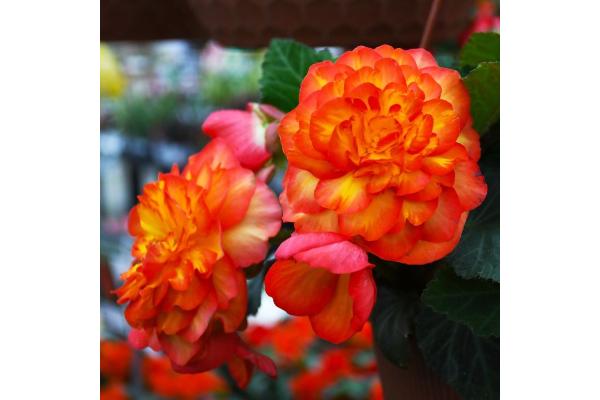 4.75T/10 BEGONIA NONSTOP FLAME