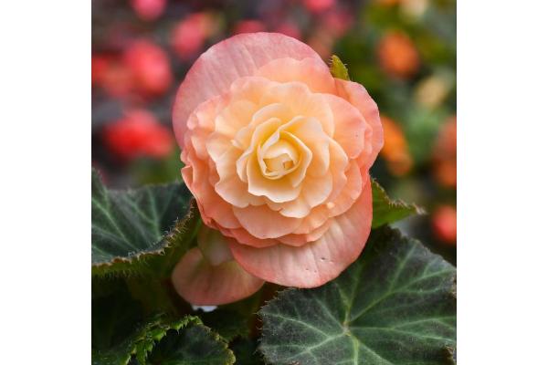 4.75T/10 BEGONIA NONSTOP PEACH SHADES