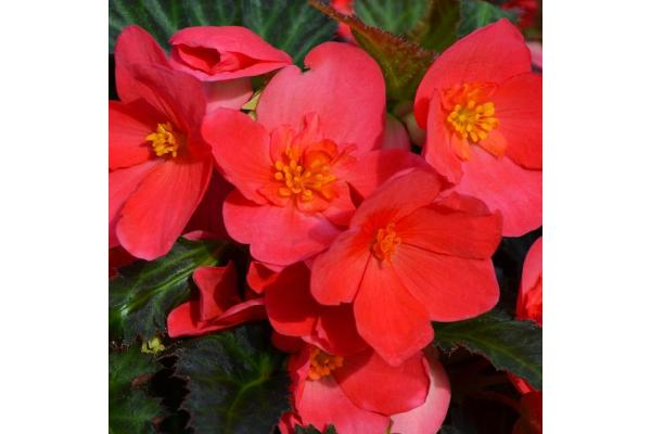 4.75T/10 BEGONIA I'CONIA FIRST KISS HOT PINK