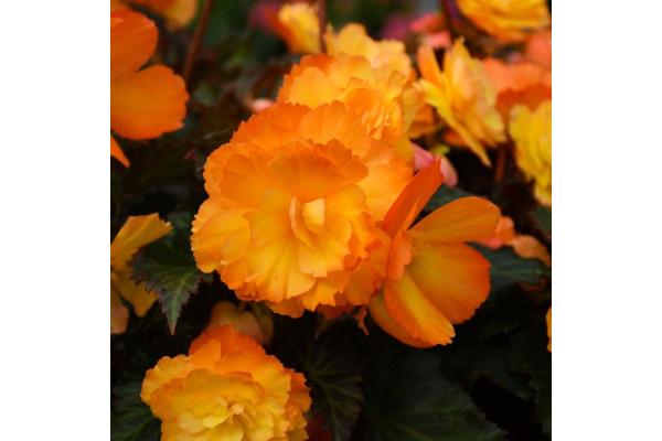 4.75T/10 BEGONIA I'CONIA FIRST KISS DEL SOL