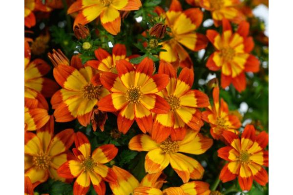 4.75T/10 BIDEN BLAZING FLAMES