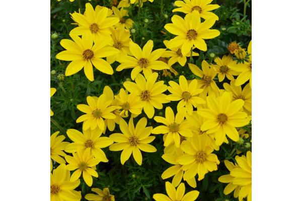 4.75T/10 BIDEN SUNSHINE DOUBLE