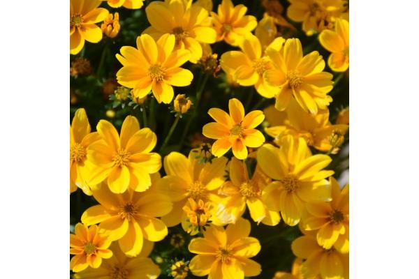 4.75T/10 BIDEN EMPIRE (UPRIGHT YELLOW)