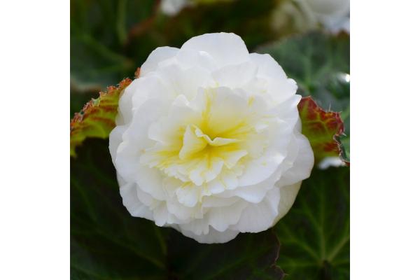 4.75T/10 BEGONIA NONSTOP WHITE