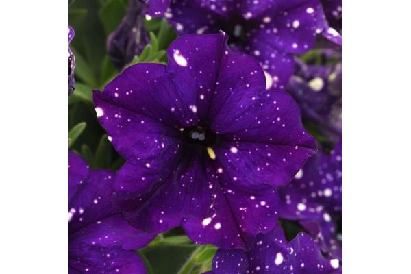 4.75T/10 PETUNIA CRAZYTUNIA INK BLOT