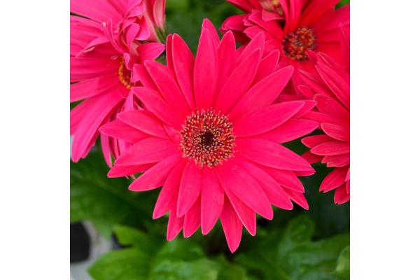 4.75T/10 GERBERA JAGUAR ROSE/PINK