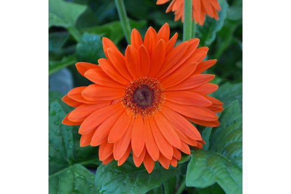 4.75T/10 GERBERA JAGUAR TANGERINE