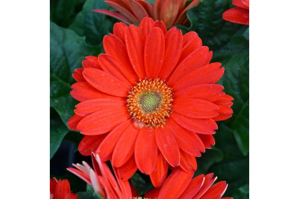 4.75T/10 GERBERA JAGUAR RED