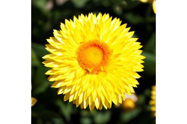 4.75T/10 BRACTEANTHA SUNBRERO YELLOW