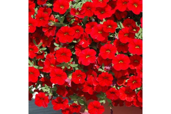 4.75T/10 CALIBRACHOA CABARET RED