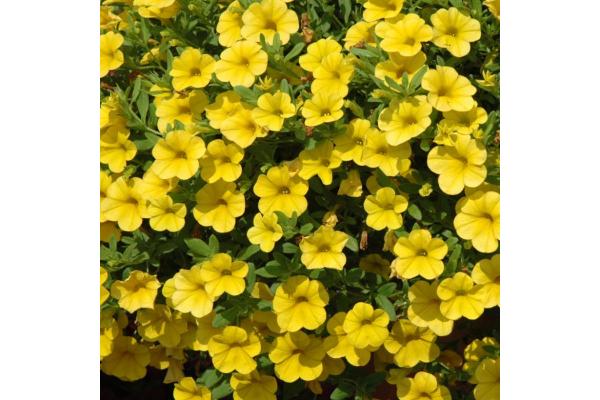 4.75T/10 CALIBRACHOA CABARET YELLOW