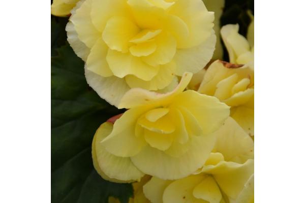 4.75T/10 BEGONIA SOLENIA YELLOW