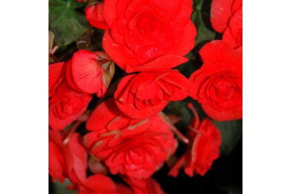 4.75T/10 BEGONIA SOLENIA RED