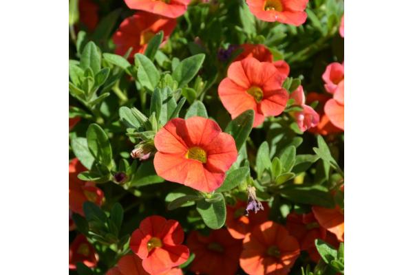 4.75T/10 CALIBRACHOA CABARET BRIGHT ORANGE