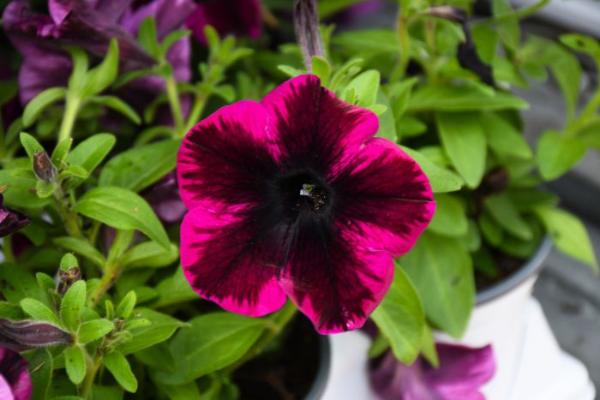 4.75T/10 PETUNIA CRAZYTUNIA COSMIC PURPLE