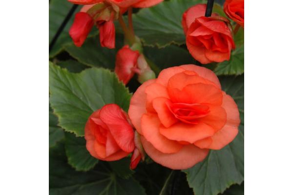4.75T/10 BEGONIA SOLENIA ORANGE