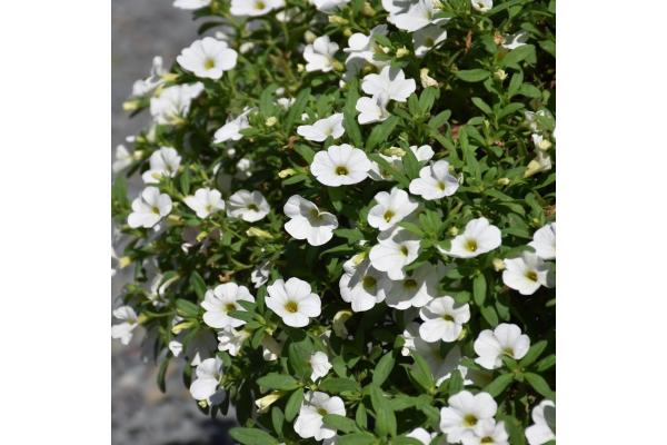 4.75T/10 CALIBRACHOA CABARET BRIGHT WHITE