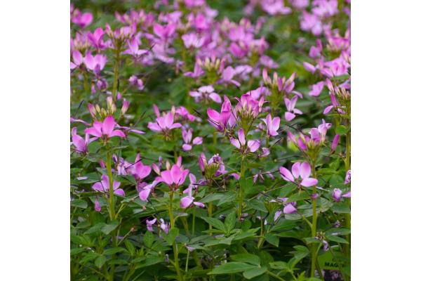 4.75T/10 CLEOME CLIO MAGENTA