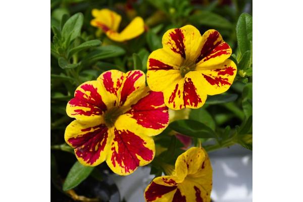 4.75T/10 CALIBRACHOA LIA ABSTRACT LEMON CHERRY
