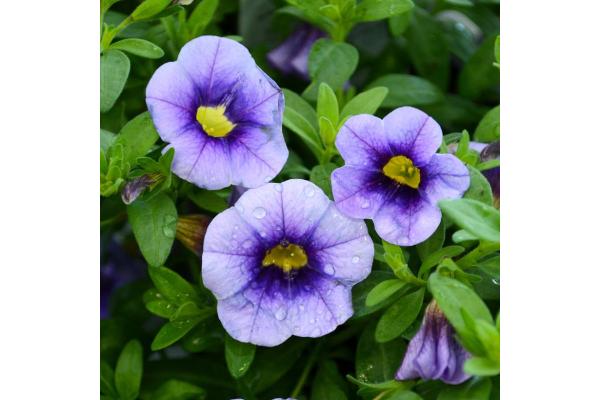 4.75T/10 CALIBRACHOA EYECONIC PURPLE