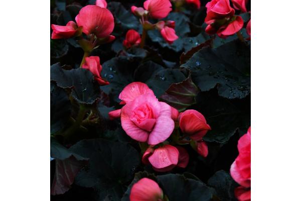 4.75T/10 BEGONIA SOLENIA LIGHT PINK