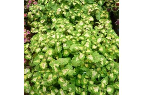 4.75T/10 COLEUS TRAILING YOSEMITE