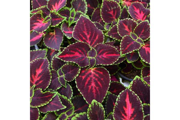 4.75T/10 COLEUS MAIN STREET ORCHARD ROAD