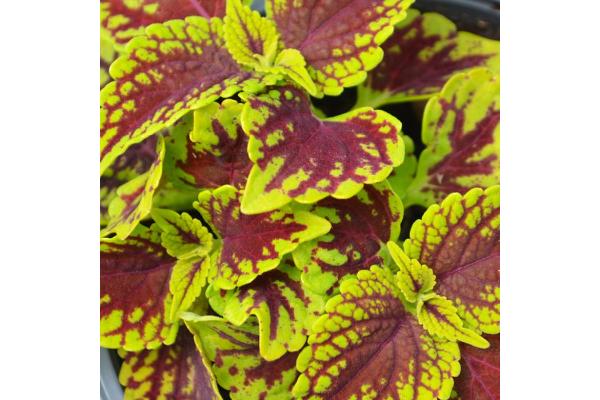 4.75T/10 COLEUS COLEOSAURUS