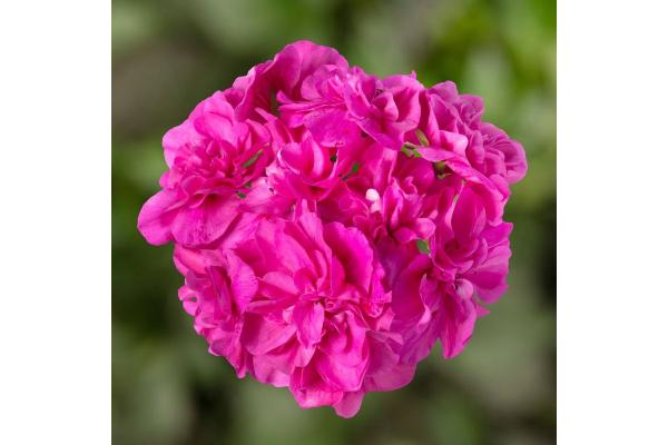 4.75T/10 GERANIUM IVY LEAGUE AMETHYST