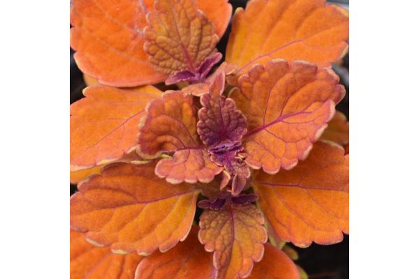 4.75T/10 COLEUS INFERNO