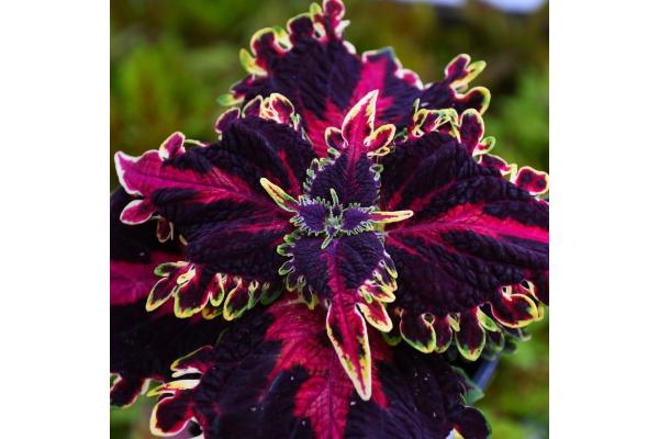 4.75T/10 COLEUS WITCHES BREW