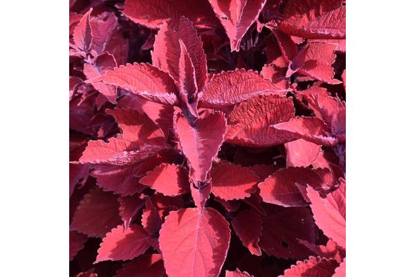 4.75T/10 COLEUS RUBY SLIPPERS