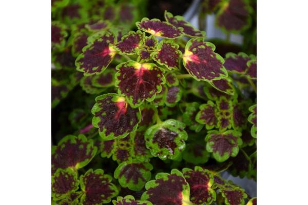 4.75T/10 COLEUS TRAILING IGUAZU
