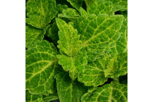 4.75T/10 COLEUS ELECTRIC LIME