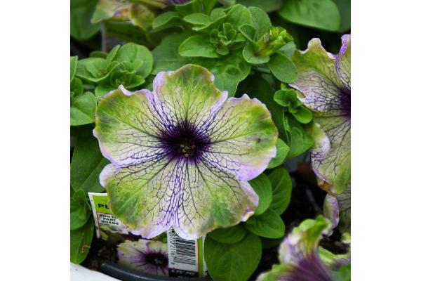 4.75T/10 PETUNIA AMAZONAS PLUM COCKATOO